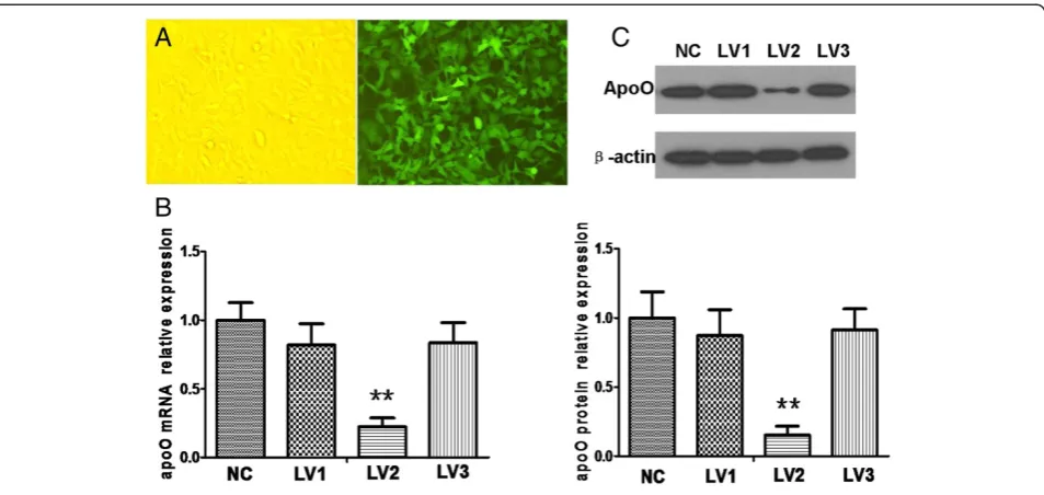 Figure 3 Screening for an efficient lentiviral vector capable of silencing apoO expression