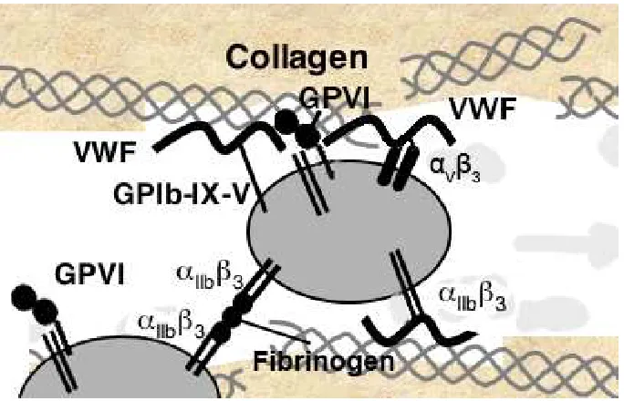 Figure 1.7. Platelet surface receptors. Normal hemostasis in response to vascular injury is mediates platelet aggregation.initiated by exposure of subendothelial matrix, allowing VWF and collagen access to their platelet receptors, GPIb-IX-V and GPVI