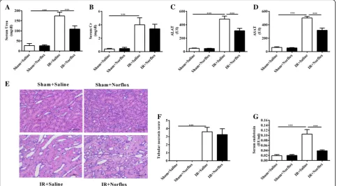 Fig. 2 The effects of norfloxacin pretreatment on renal and liver injury. Renal function was evaluated by serum urea (One-way ANOVA followed by Bonferroni multiple comparison test was used in all graphs (a) and creatinine (b) levels.Liver function evaluate