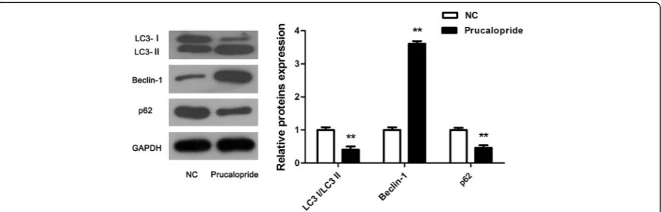 Fig. 3 Induced effect of Prucalopride on glioma cells autophagy. Classic markers of autophagy were tested using western blot assay