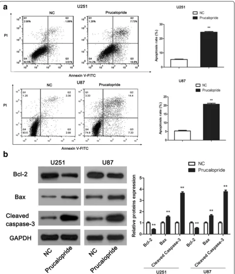 Fig. 4 The stimulative effect of Prucalopride on glioma cells apoptosis. a Changes in glioma cells apoptosis rates were measured by flowcytometry