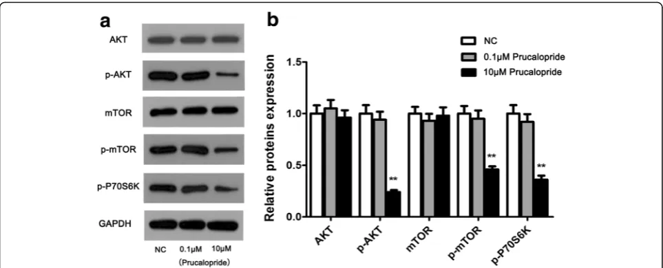 Fig. 5 Activity of AKT/mTOR signaling was suppressed by Prucalopride. a AKT/mTOR signaling key proteins were examined using western blotassay