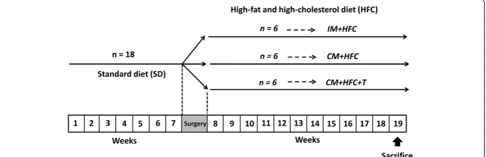 Figure 1 Schematic representation of the experimental design. Sexually mature male miniature pigs (6–7 months old) were fed a standarddiet without cholesterol for 7 weeks