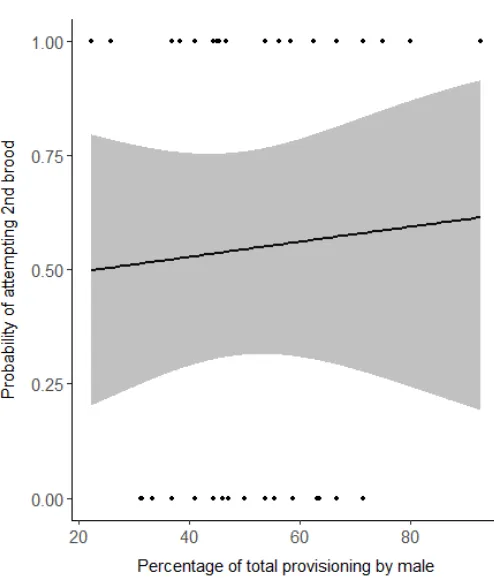 Figure 5.2. Model-averaged, predicted effect of the percentage of provisioning carried out by the male, on the probability of attempting a second brood (n = 37)