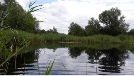 Figure 2.2. Typical habitat at Watermill Broad; a reed fringed lake, with surrounding willows
