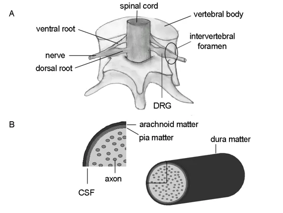 Fig. 1.2 Relevant spinal and nerve root anatomy. (the organization of its axons. The nerve root is enclosed by three layers of meninges (pia matter, arachnoid matter, dura matter); cerebrospinal fluid (CSF) lies between the arachnoid and pia matter