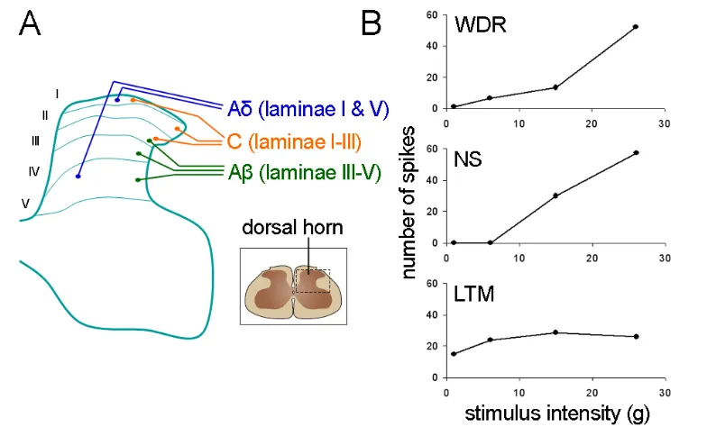 Fig. 1.5 (A) The A and C fibers synapse in distinct regions of laminae I-V of the dorsal horn