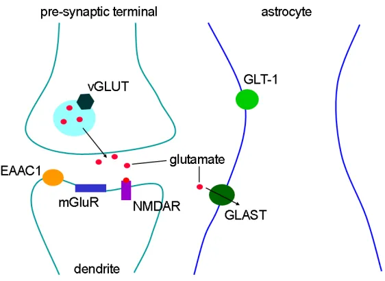 Fig. 1.6 Synaptic glutamatergic signaling in the central nervous system. Glutamate is released by the terminal of the pre-synaptic axon and activates glutamate receptors (NMDA, mGluR) on the dendritic spine of the post-synaptic neuron