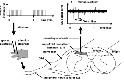 Fig. 3.1 Schematic showing experimental test set-up for recording peripherally-evoked spikes in the forepaw at 1-minute intervals using a pair of stainless steel electrodes to stimulate neurons in the forepaw