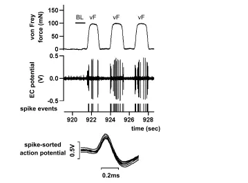 Fig. 3.5 A representative extracellular (EC) recording during the application of a von Frey (vF) filament