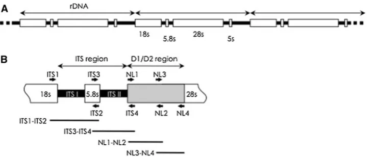 Fig. 1 Schematic diagram of the structure of fungal rDNA and thesites of the universal primers