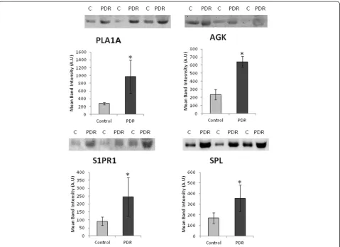 Figure 4 Western blot analysis of phospholipase A2 (PLA2) and5-lipoxygenase in serum samples from patients with proliferativediabetic retinopathy
