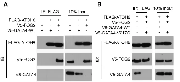 Figure 2.4.  ATOH8 physically interacts with FOG2 and indirectly with GATA4 via 