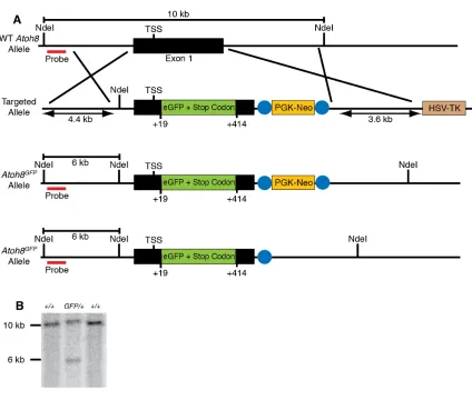 Figure 2.6.   Targeting strategy for the Atoh8GFP allele.   
