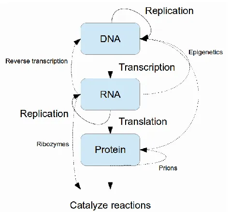 Figure 1.1 – The central hypothesis of molecular biology. 