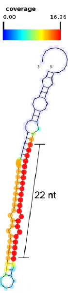 Figure 3.10 – SAVoR plot for a brain microRNA 