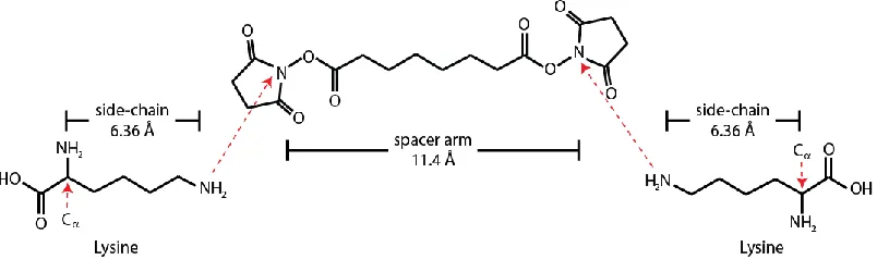 FIGURE 1-1 Crosslink-derived Cα-Cα distance constraints. 