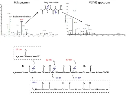 FIGURE 1-6 Precursor isolation, peptide fragmentation, and MS/MS spectra generation. 