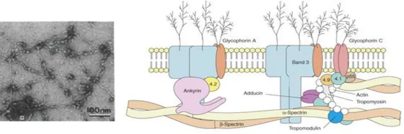 FIGURE 1-9 The three-helix bundle secondary structure and spectrin tetramerization site