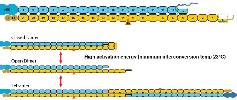 FIGURE 1-10 Spectrin domain structure and dimer-tetramer equilibrium. 