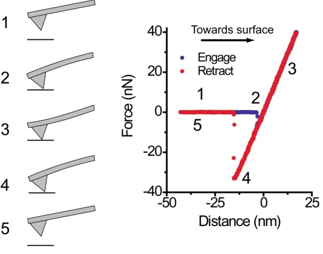 Figure 2.2: A force versus distance (FvD) measurement obtained with a Pt-coated AFM probe on 
