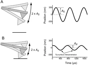 Figure 2.3: The working principle of AM-AFM. (A) A probe is excited in the vertical plane at or 