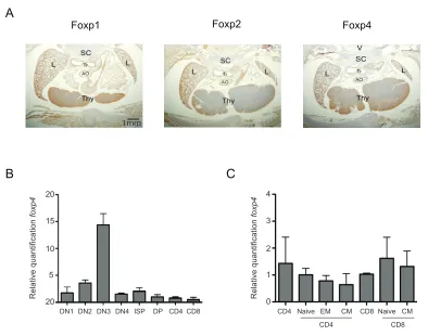 Figure 2.1. Foxp4 is expressed in lymphoid tissues and T cell subsets. A) 
