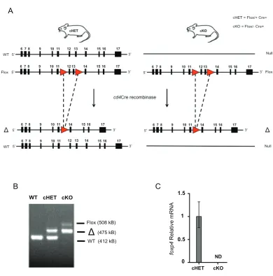 Figure 2.2. Generation of Foxp4 cKO mice. A) Schematic of conditional deletion of Foxp4 in cHET and cKO mice