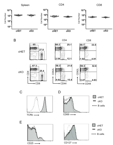 Figure 2.4. Foxp4 is not required for the generation of peripheral CD4 and CD8 T cells