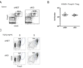 Figure 2.5. Foxp3+ Regulatory T cell development does not require Foxp4 expression. A) Splenic Foxp3+ nTreg cells were identified by flow cytometry based on expression of CD4, CD25 and intracellular staining for Foxp3 protein