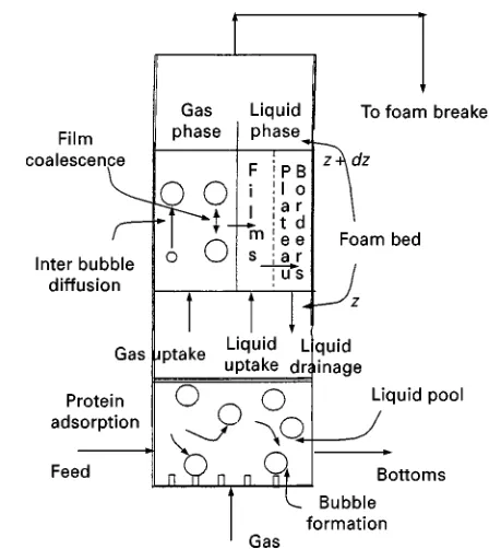 Figure 2Schematic of various phenomena that take place ina foam column.