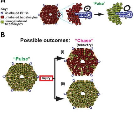 Figure 2.7 A pulse-chase system for determining the origin of regenerating hepatocytes 