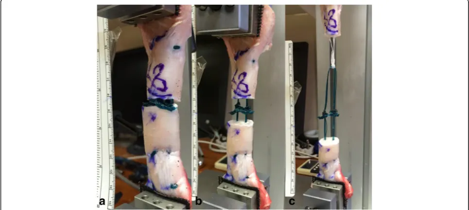 Fig. 5 The tendon specimen repaired with a non-absorbable suture during100 N), a initial loading (10 N), and after b pre-conditioning (10 cycles of c 100 cycles of 100 N and d 100 cycles of 190 N demonstrating knot failure