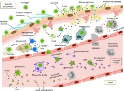 Figure 2: An overview of the innate immune system. 