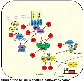 Figure 9: Inhibition of the NF-κB signalling pathway by VacV 