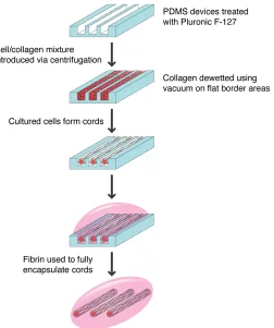 Figure 2.5 Schematic of process used to generate EC cords using second-