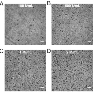 Figure 2.7 Networking behavior of HUVECs in collagen gels. Brightfield 