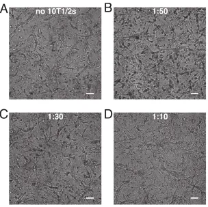 Figure 2.8 Networking behavior of HUVECs + C3H10T1/2 cells collagen gels. 