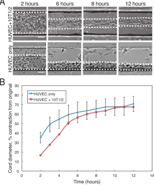 Figure 2.11 Contribution of C3H10T1/2 cells to cord contractility (A) Time-lapse 
