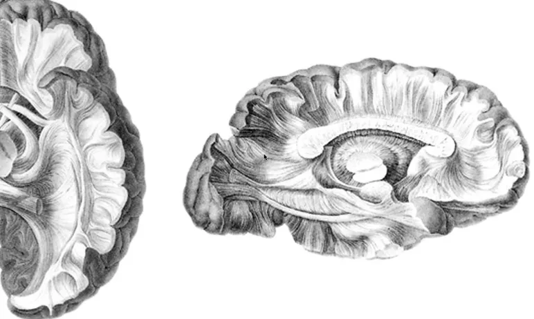 Figure 1.1: Illustrations by Friedrich Arnold [10] of gross dissections of the cerebral hemi-sphere