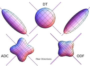 Figure 2.2: A simulated example of a simple crossing geometry where two ﬁber pathwaysintersect at 90◦