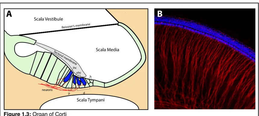 Figure 1.3: Organ of CortiThe organ of Corti is housed within the cochlear duct and contains hair cells