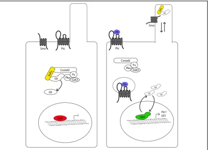 Figure 1.4: The Hedgehog signaling pathwayIn the cell on the left, the Hh pathway is inactive because it has not received any ligand