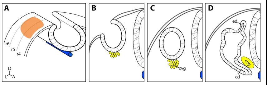 FIgure 1.6 Early otic DevelopmentTransverse sections through the developing hindbrain show ear development starts as the otic placode (A, orange)