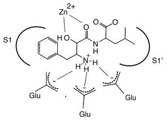 Figure 2.1: General model of interactions of bestatin 