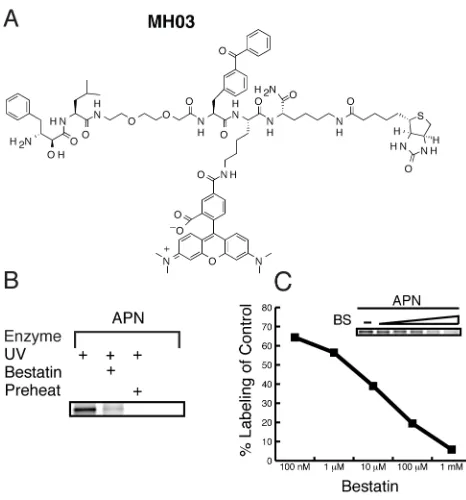 Figure 2.3: Aminopeptidase N labeling by fluorophore-containing bestatin-based ABP. (a) Structure of MH03 probe