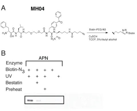 Figure 2.4: “Click” chemistry-based ABP labeling of aminopeptidase N. (a) Structure of MH04 probe