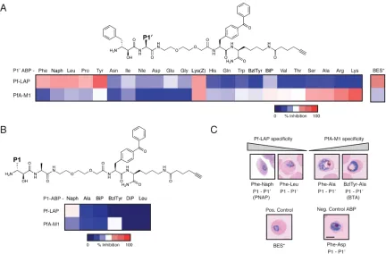 Figure 3.2: Bestatin-based ABP libraries reveal distinct chemotypes produced by ABPs with increased specificity for either PfA-M1 or Pf-LAP