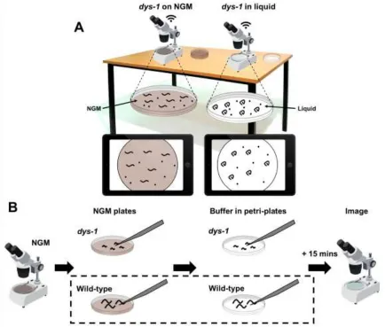 Figure 2: Activity 2 set-up for outreach events; observing the effect of unloading on wild-type and mutant worms