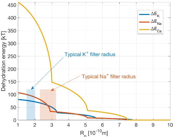 Figure 5.3: Dehydration energy in a conned cylinder of radius Rp for the threeimportant ions: K+, Na+, Ca++, calculated using theory from Zwolak [202, 203].The curves form three distinct regions due to the multiple-shells found aroundhydrated ions, each w